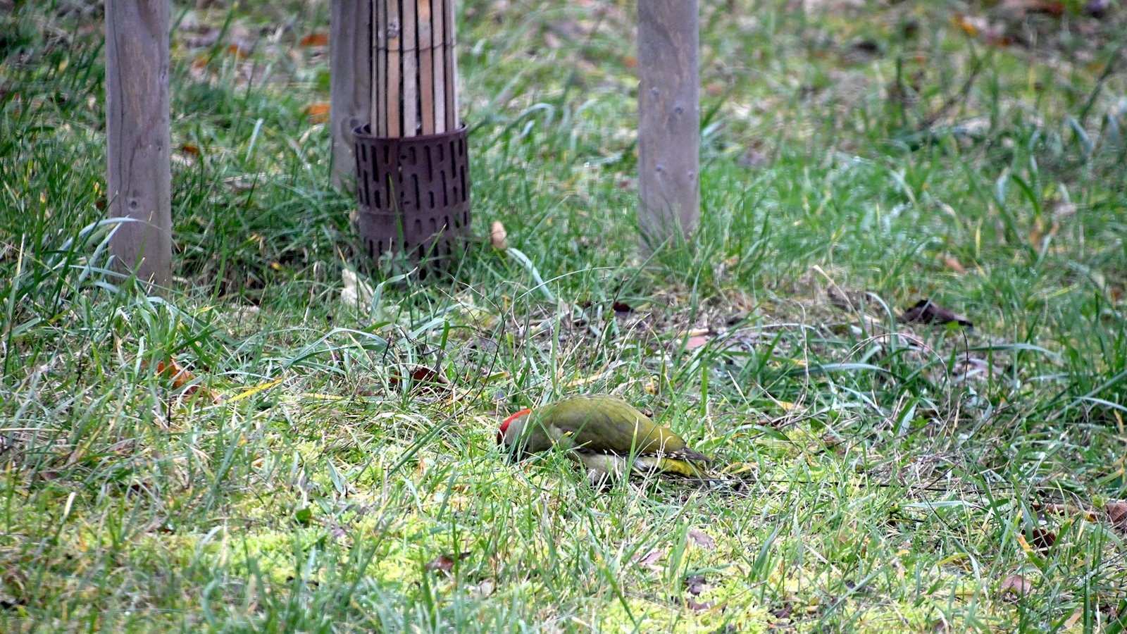 Green woodpecker 04