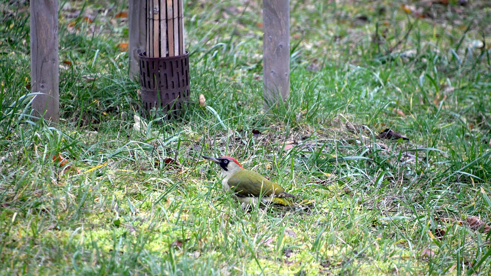 Green woodpecker 05