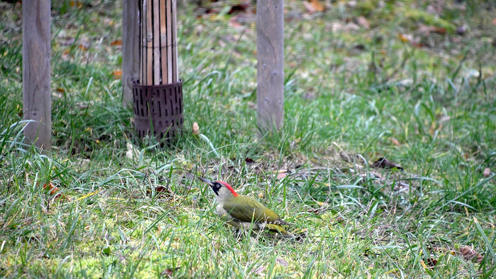 Green woodpecker 07