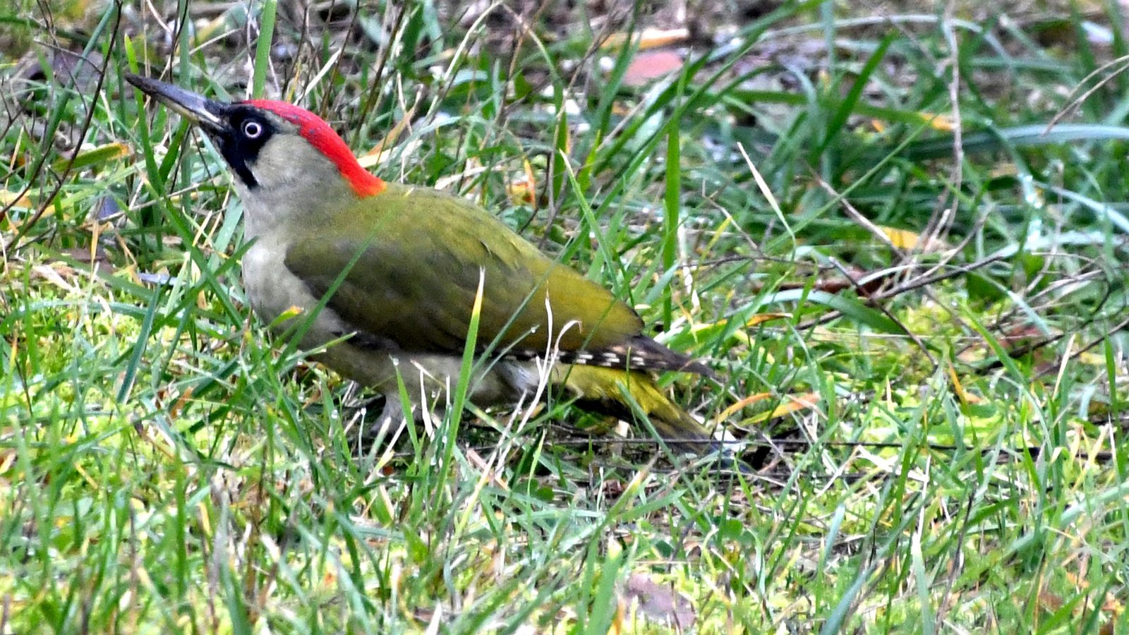 Green woodpecker 08