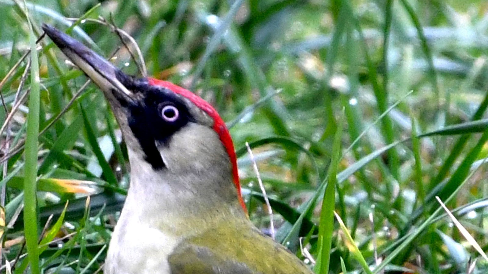 Green woodpecker 10