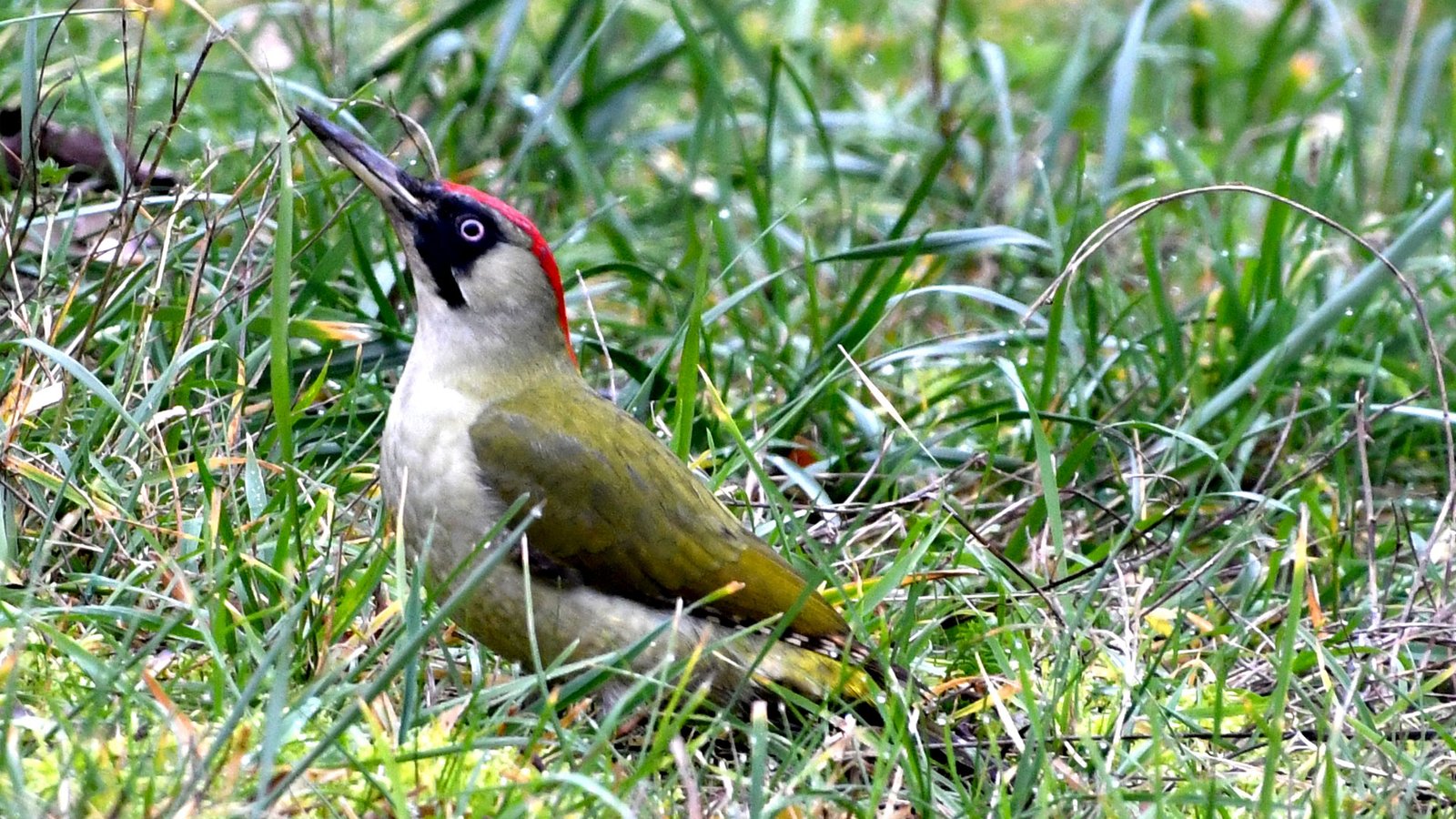 Green woodpecker 11