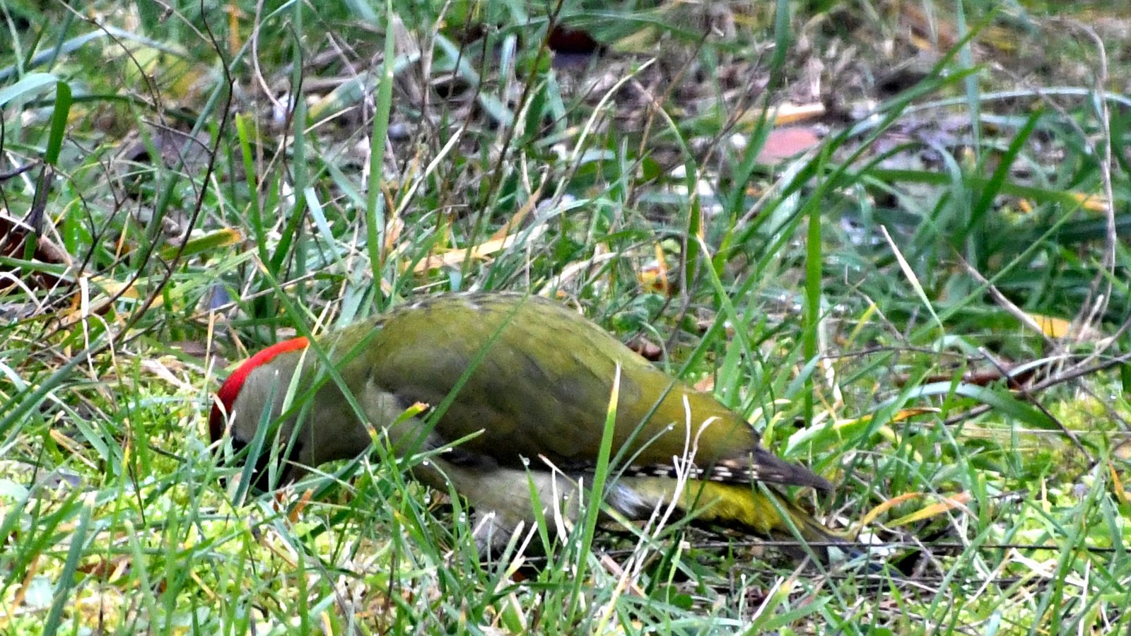 Green woodpecker 12
