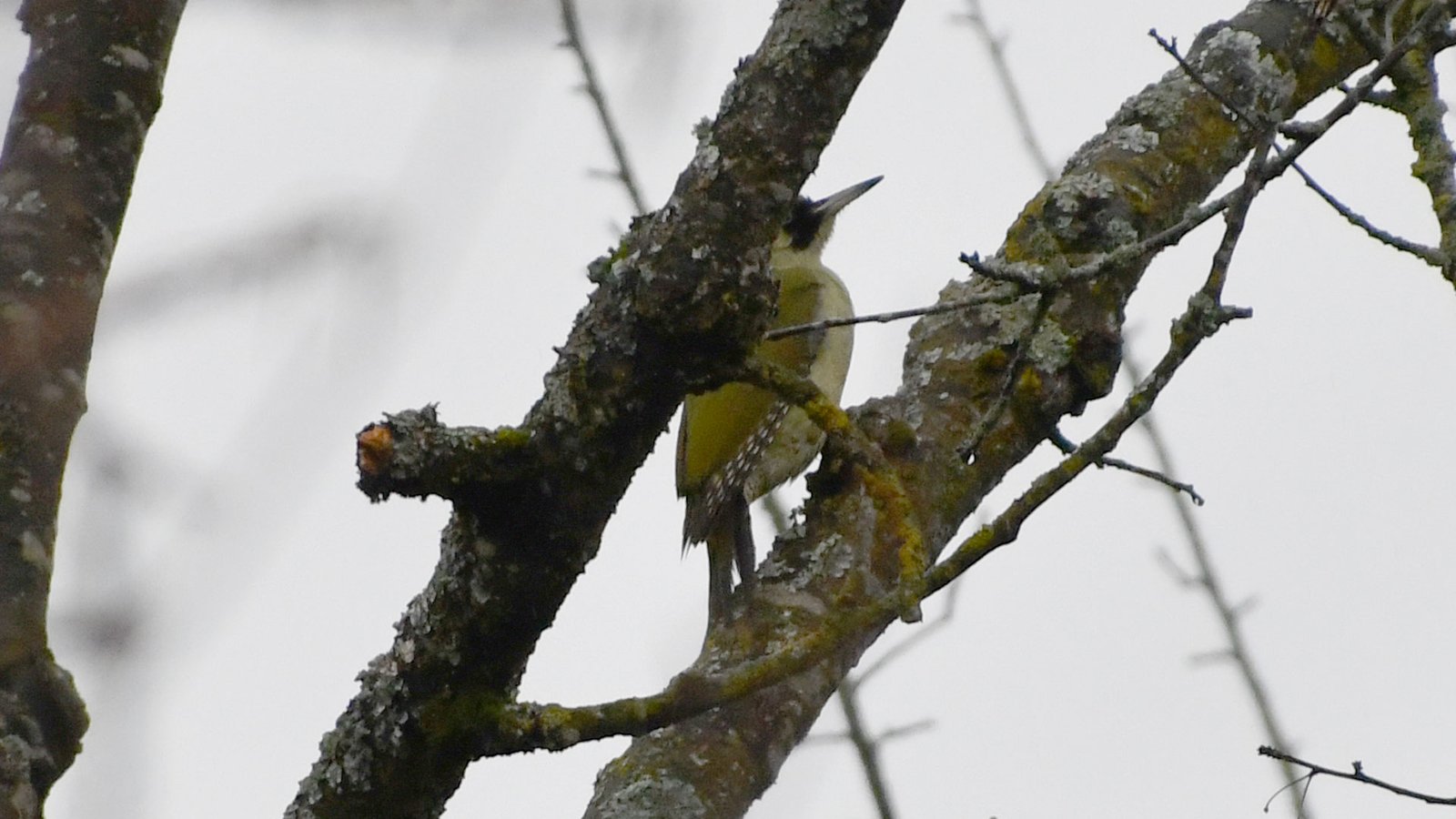 Green woodpecker 13