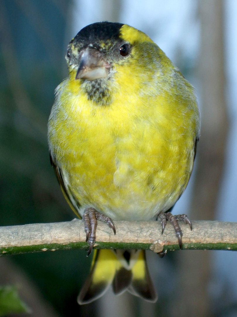 Siskin erlenzeisig 02
