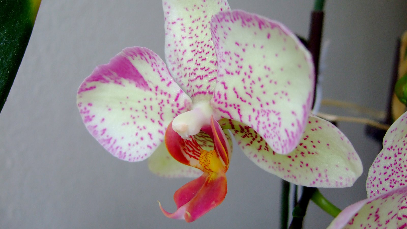 Orchid 10