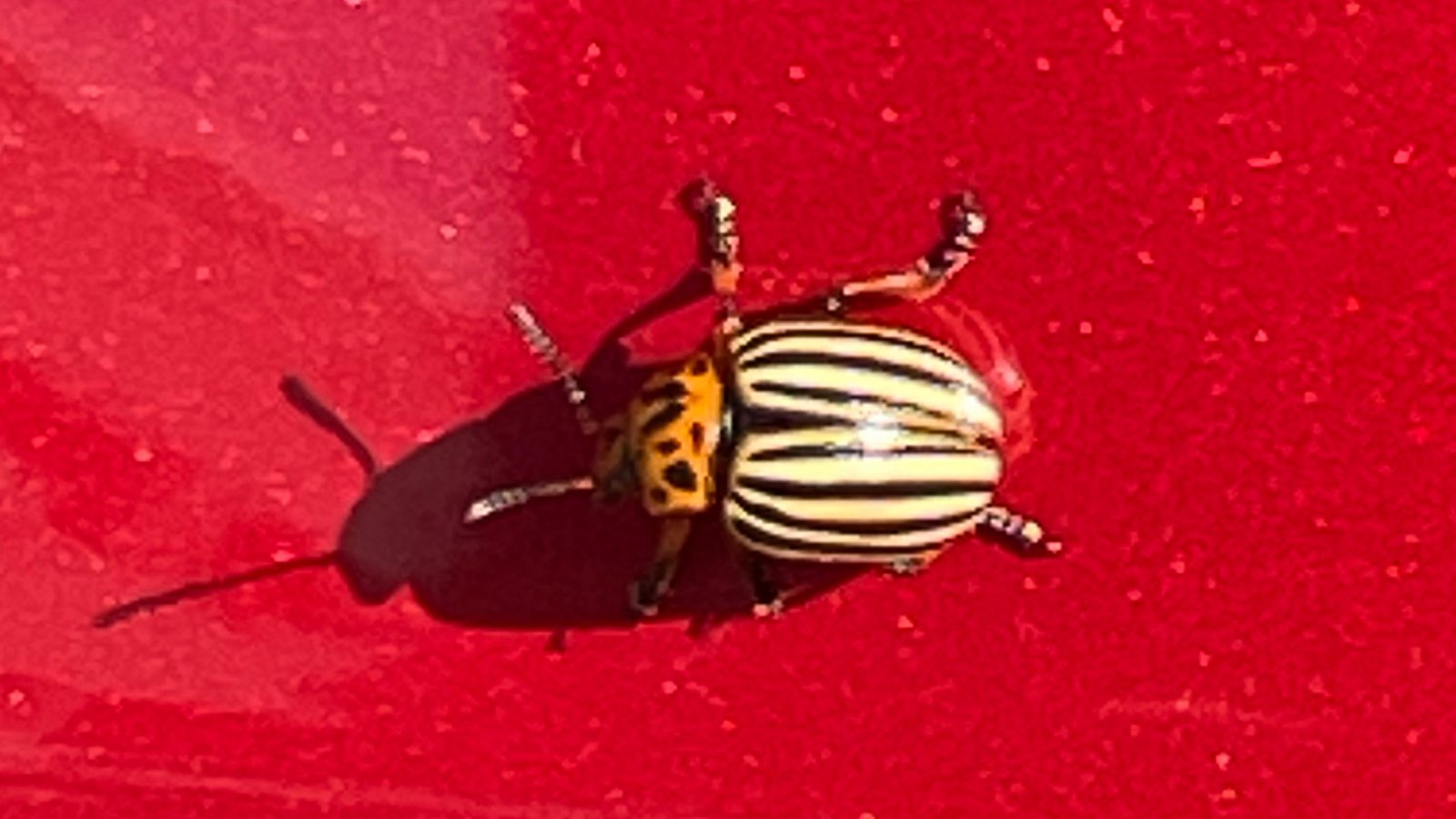 Colorado potato beetle 02