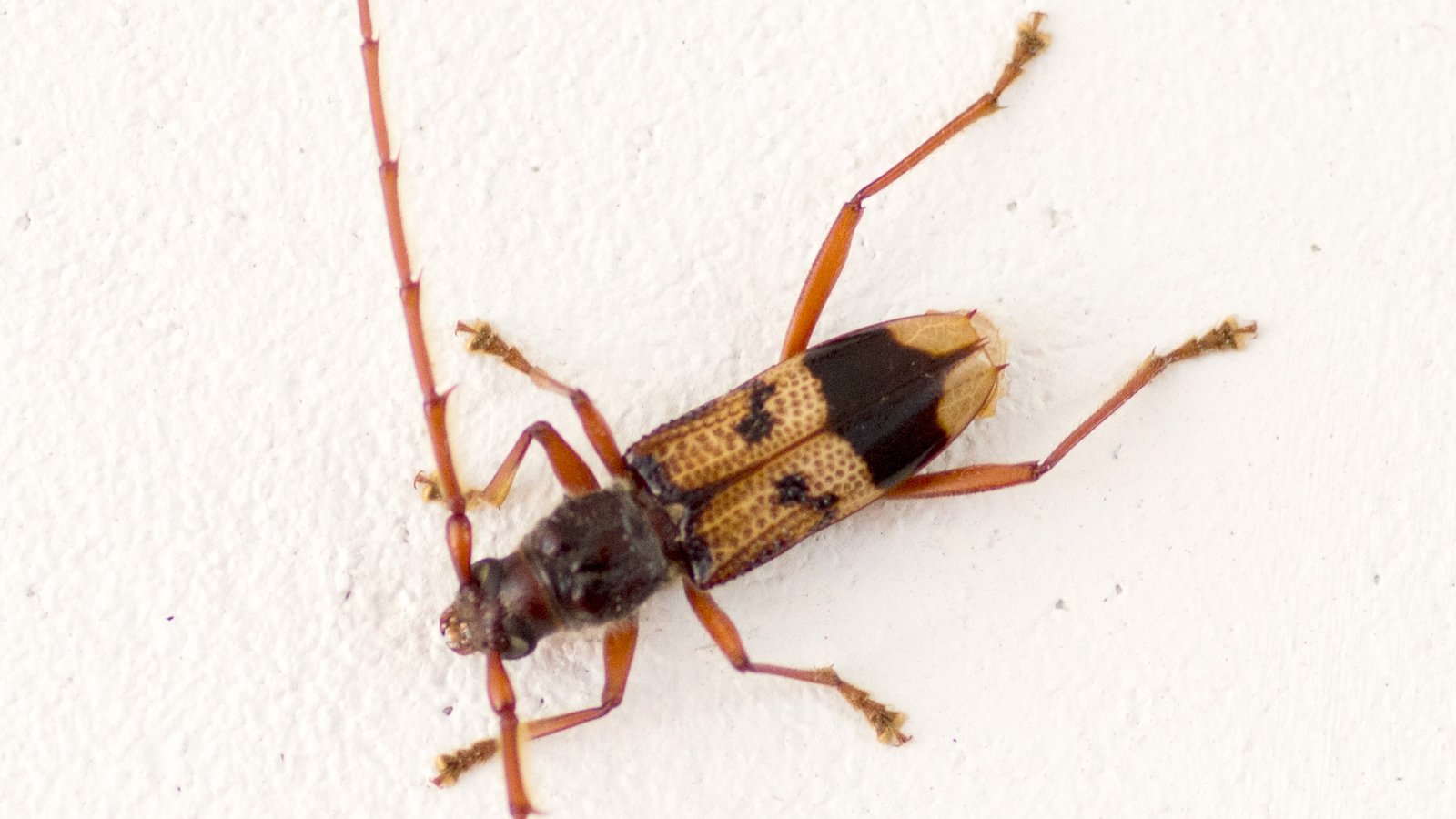 Phoracantha recurva 02