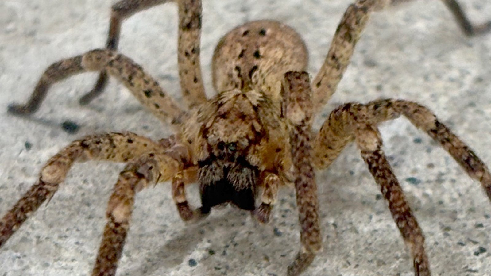 House spider 03