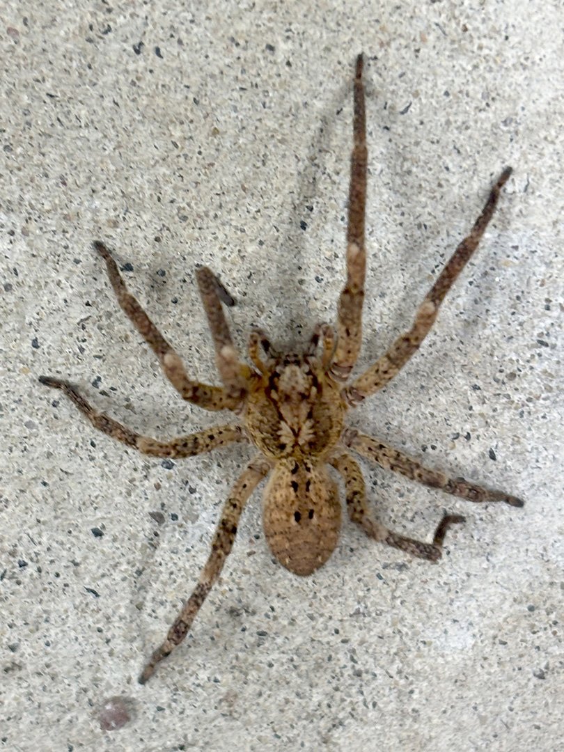 House spider 06