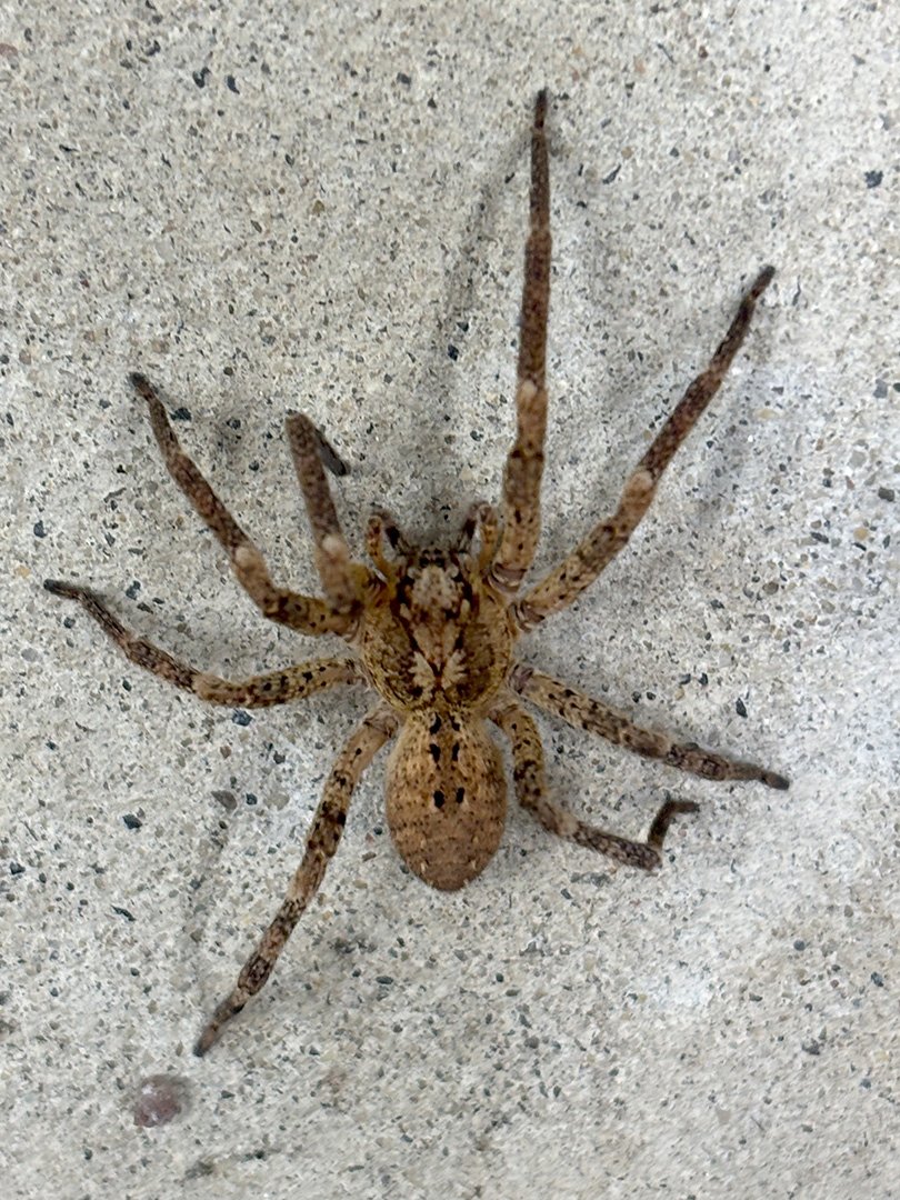 House spider 07