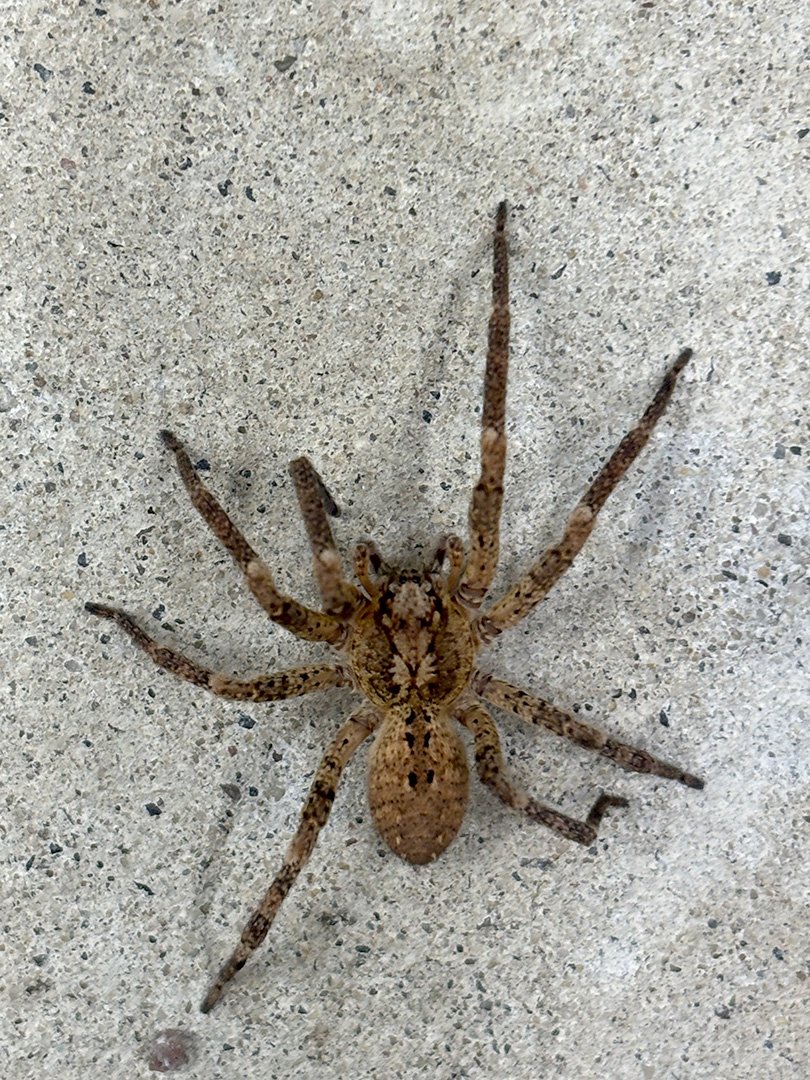 House spider 08