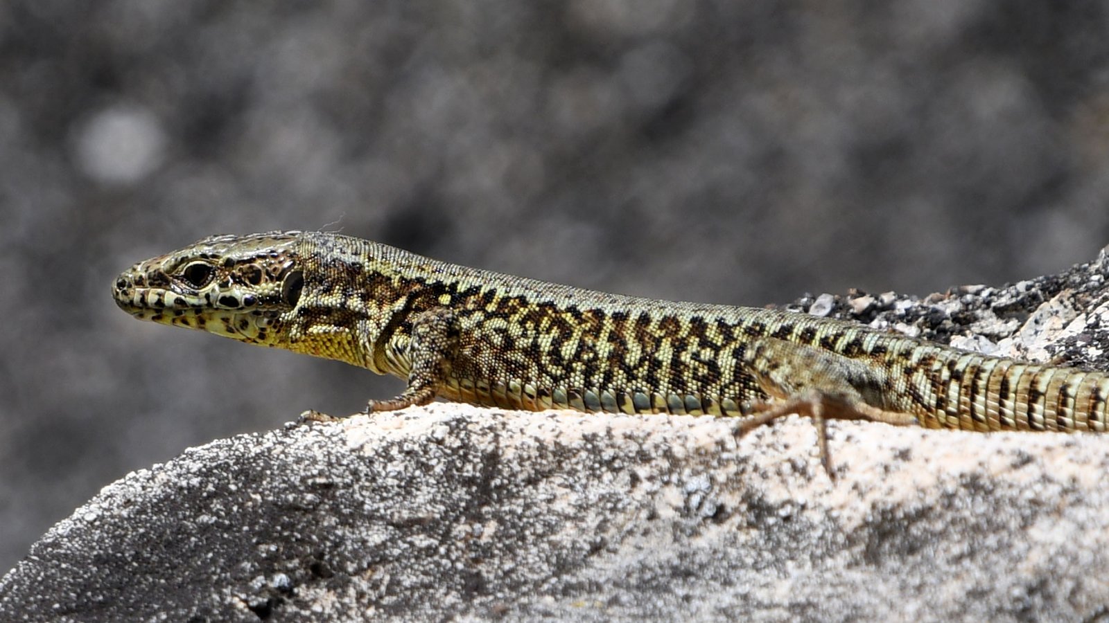 Sand lizard 03