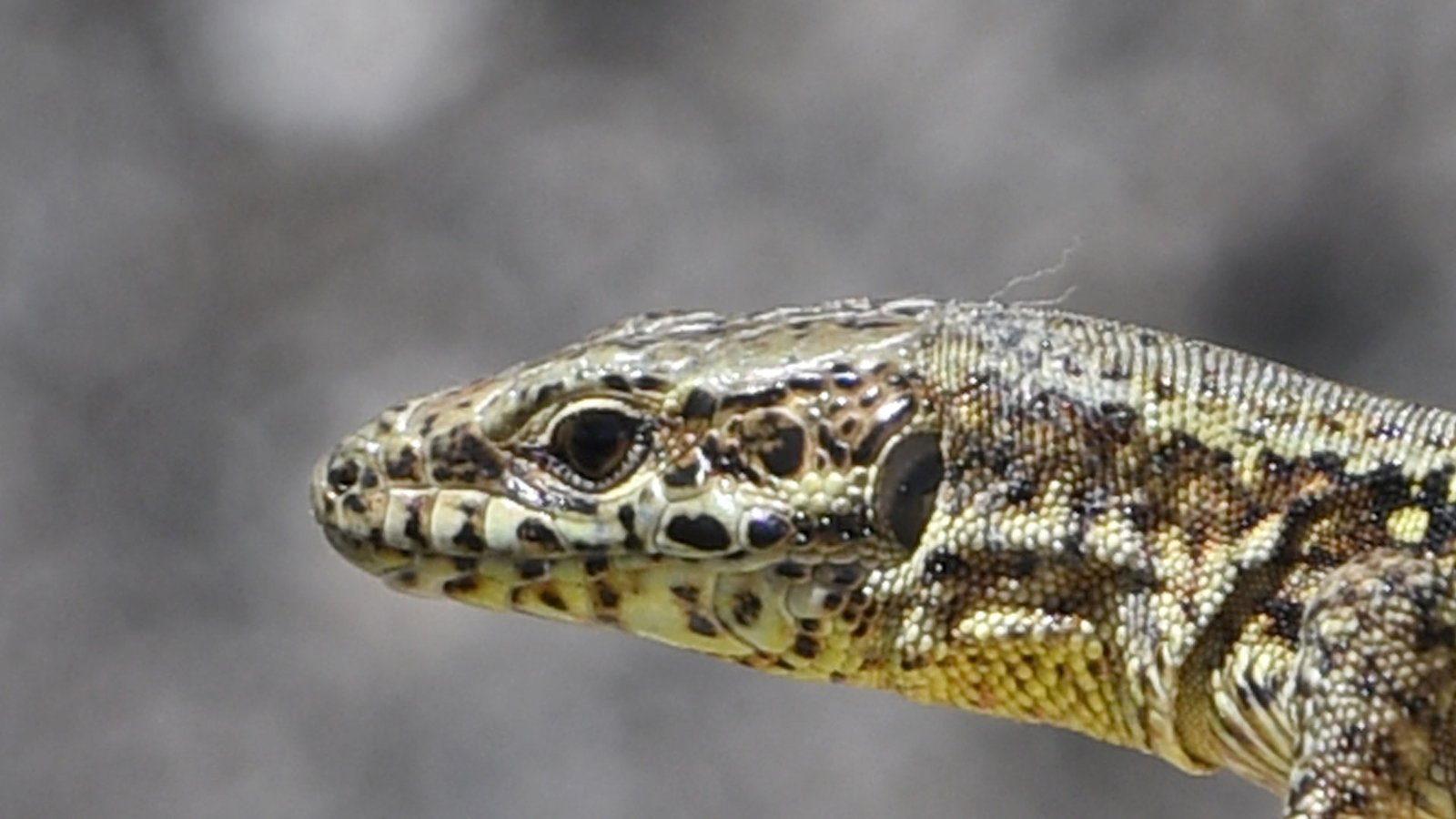Sand lizard 04