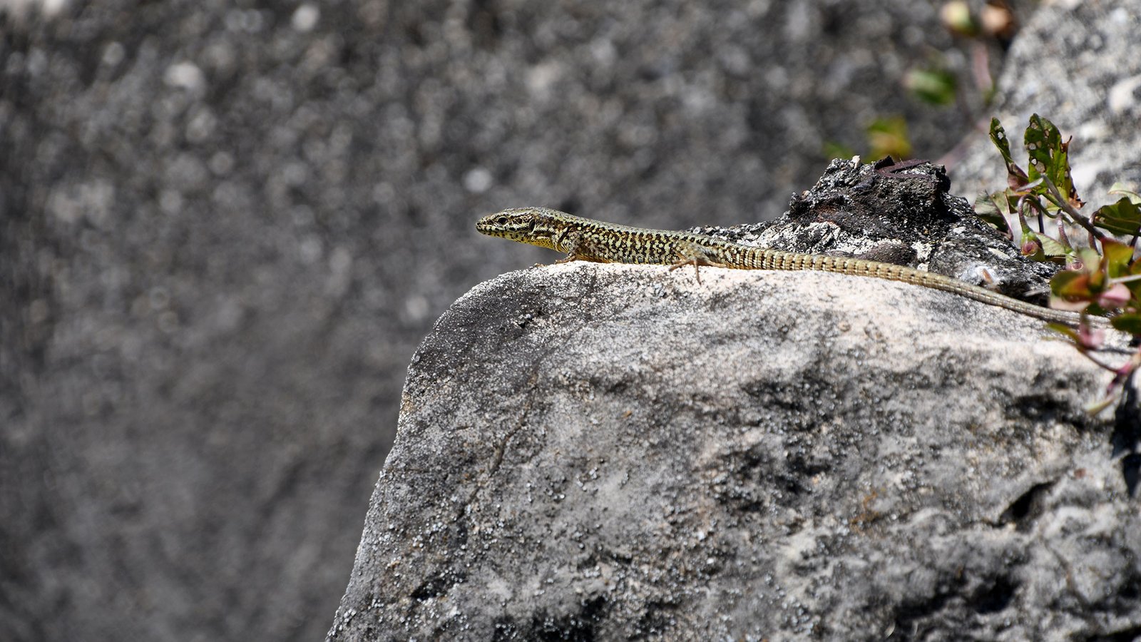 Sand lizard 05